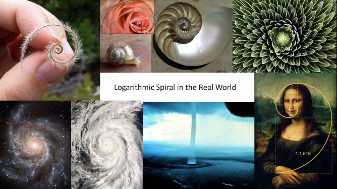 Logarithmic Spiral in the Real World