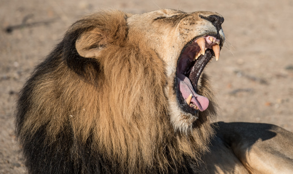 Roaring Lion